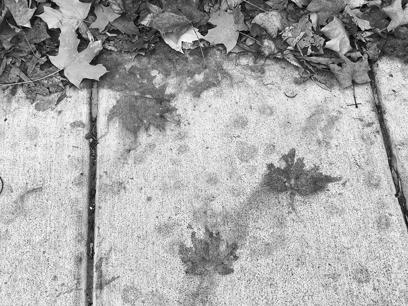 Black and White Closeup Image of an Autumn Leaf on Sidewalk.